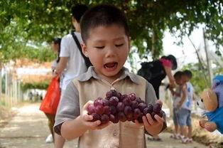 真人吃瓜群,网络社交新现象背后的故事